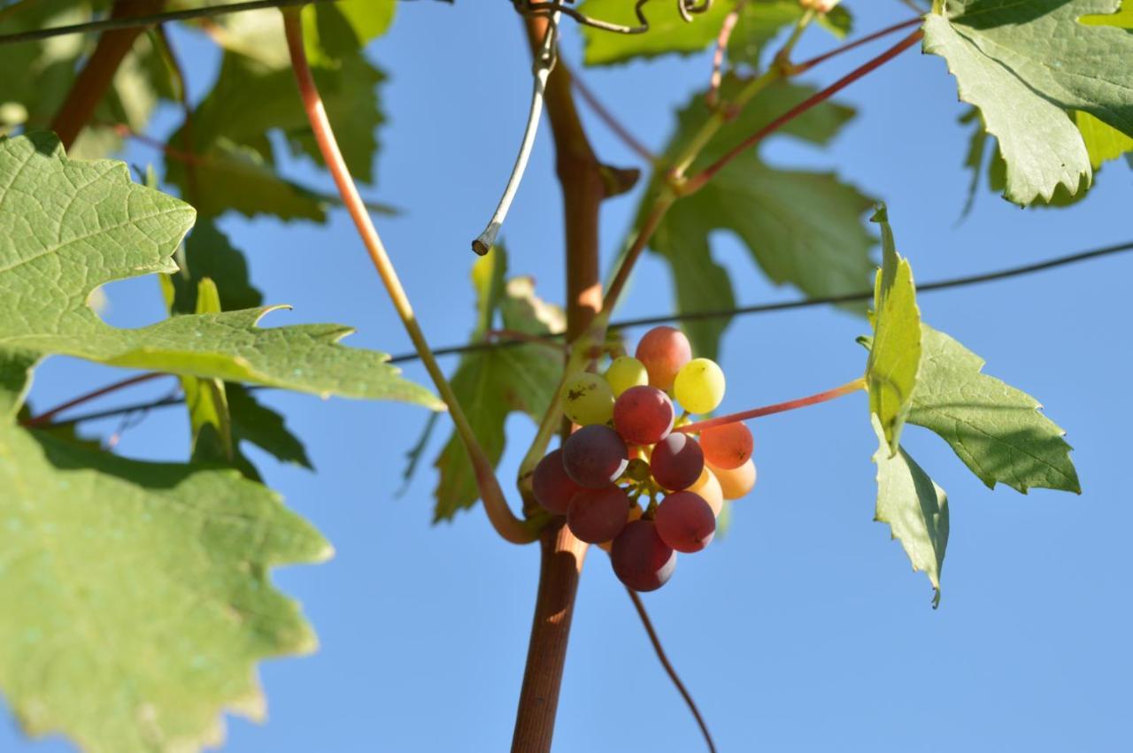 Bed & Tours Dimora Di Campagna Bed & Breakfast Castelnuovo Belbo Exterior photo