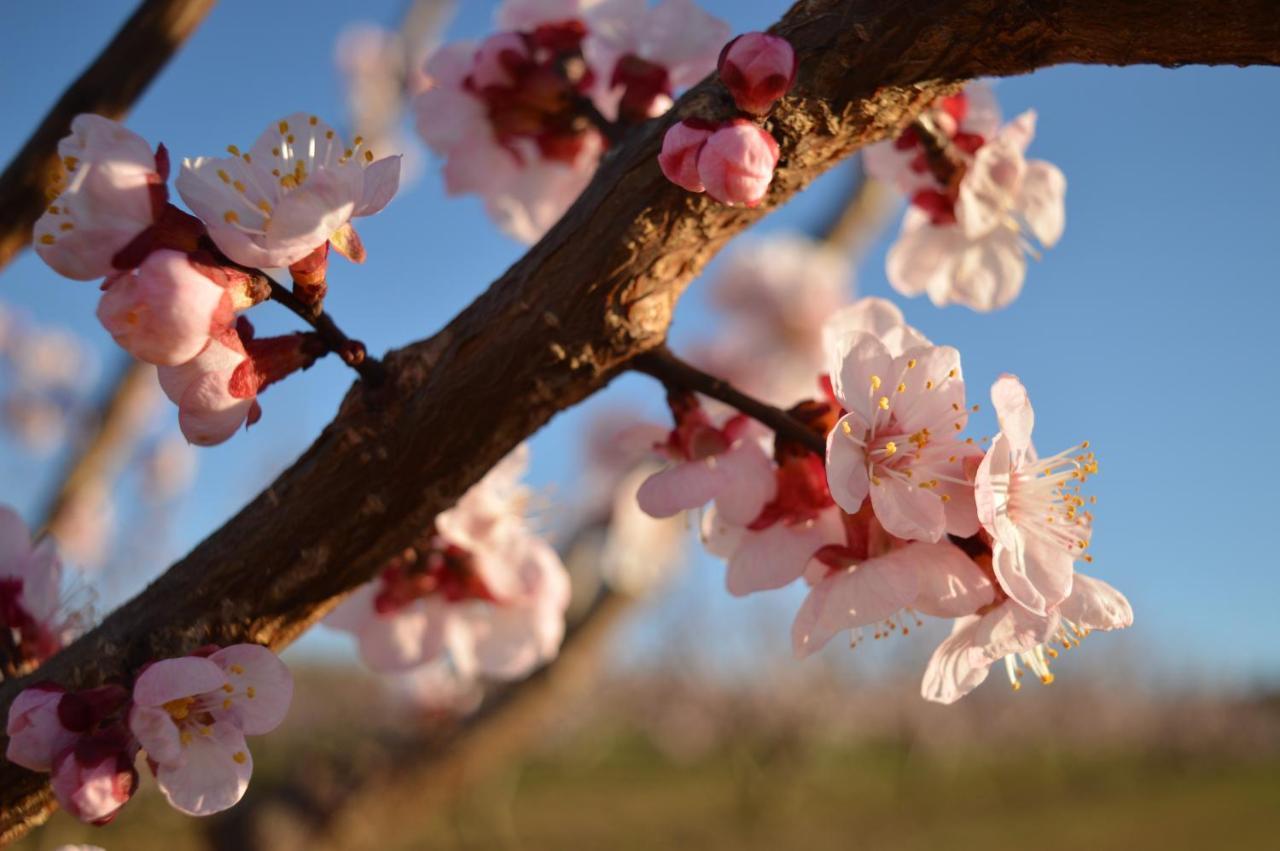 Bed & Tours Dimora Di Campagna Bed & Breakfast Castelnuovo Belbo Exterior photo