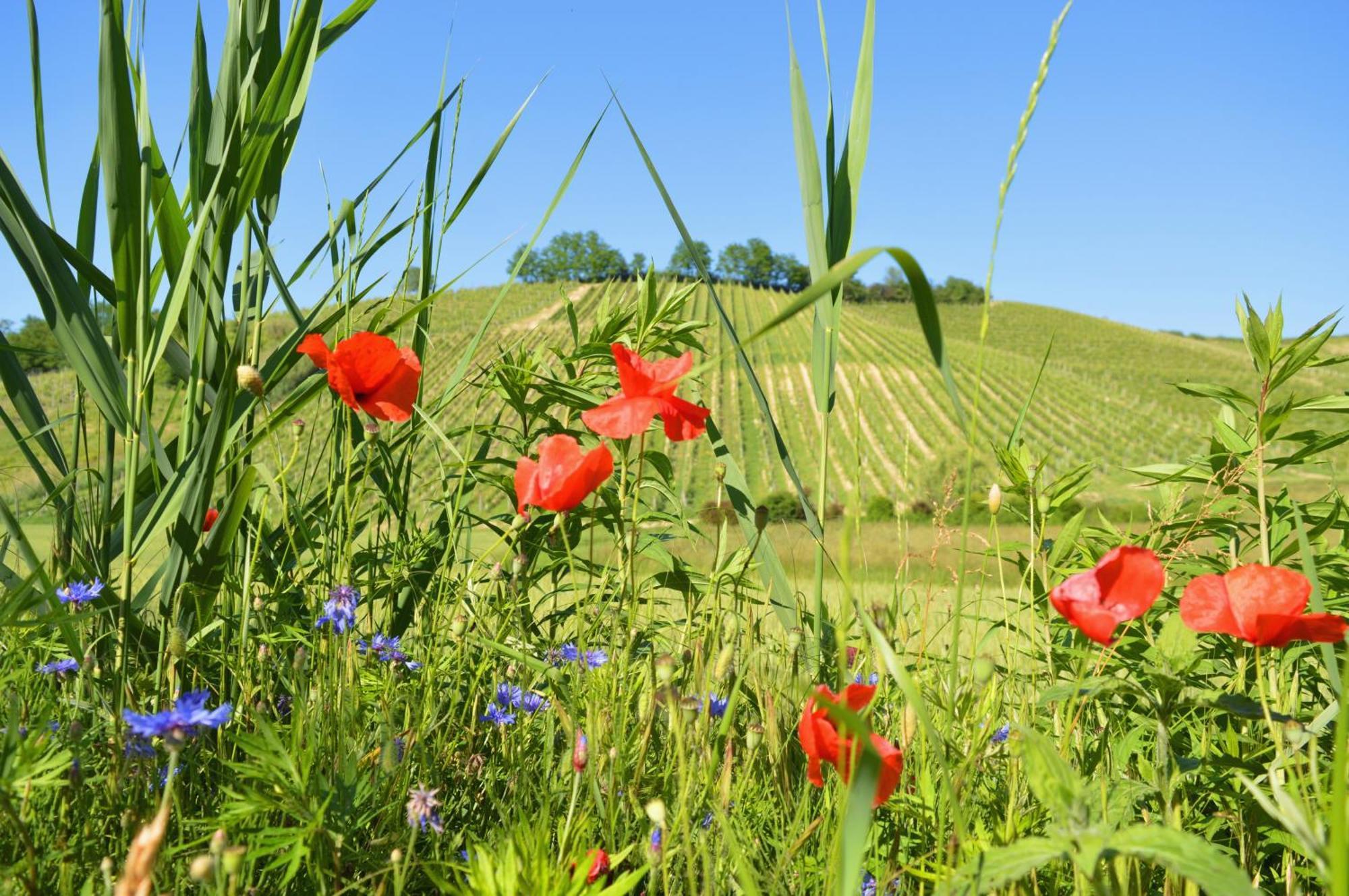 Bed & Tours Dimora Di Campagna Bed & Breakfast Castelnuovo Belbo Exterior photo